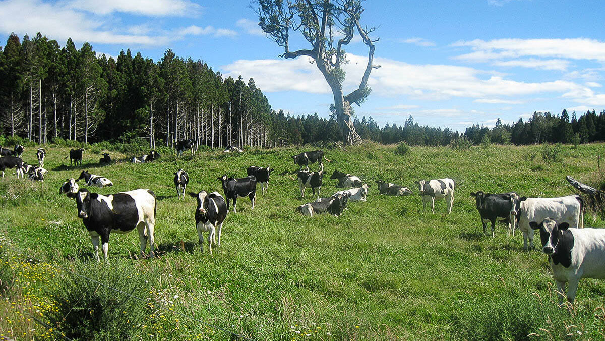 Huiarau Farms Partnership Banner